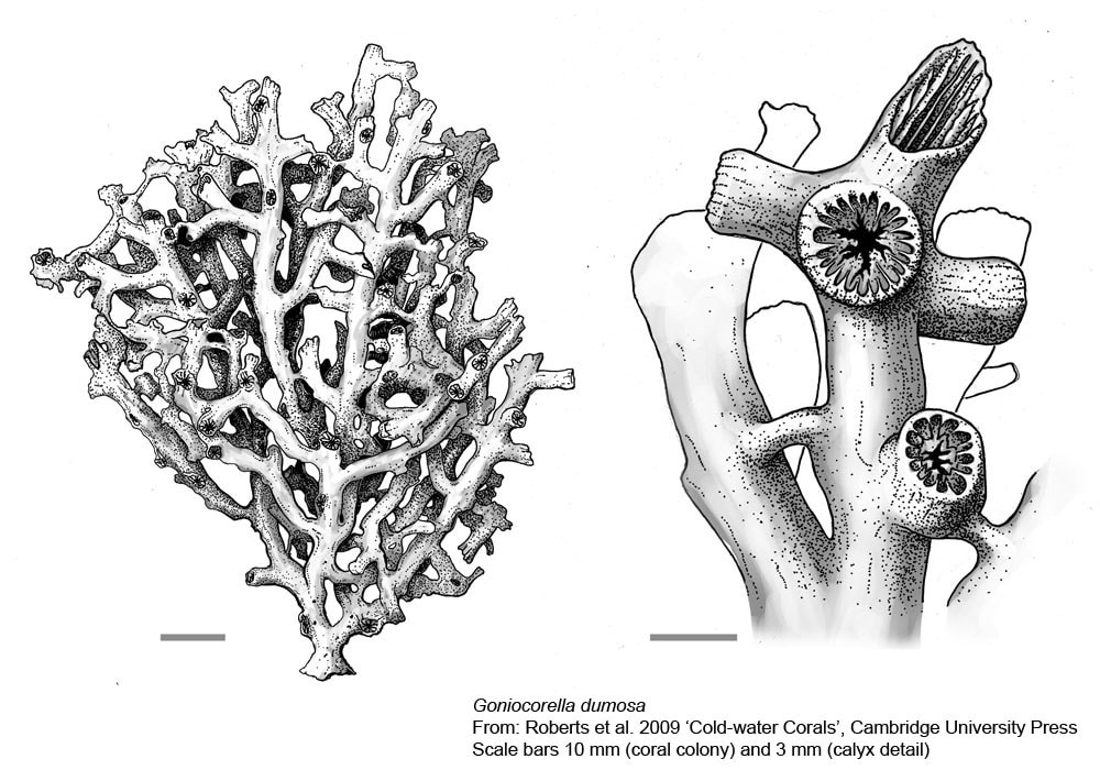 Scleractinian Corals - Goniocorella dumosa