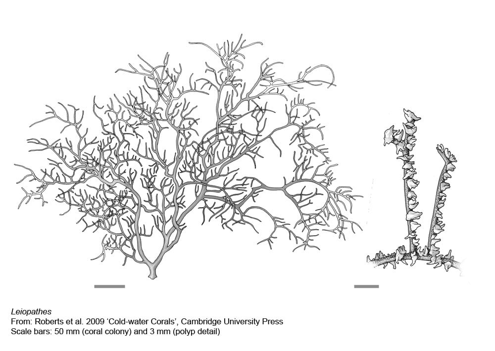 Antipatharian Corals - Leiopathes