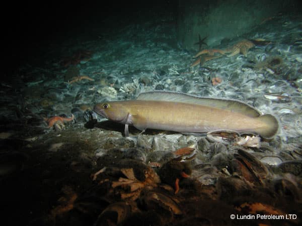 Brosme brosme is a highly commercial fish species found on cold-water coral reefs.