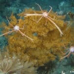 Squat lobsters - some mobile animals are closely associated with live corals. This squat lobster is often seen sitting on these bright orange antipatharian corals