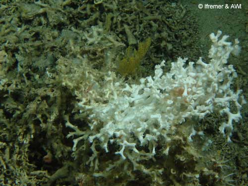 A breakaway colony, settles amongs octocorals, Porcupine Seabight © Ifremer & AWI (2003)