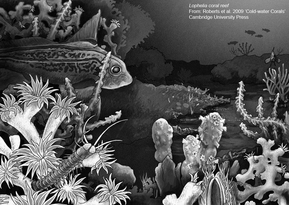 Coral Habitats - Lophelia coral reef