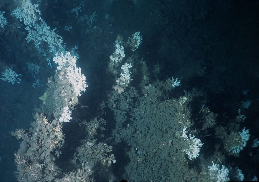 Colony of Lophelia pertusa