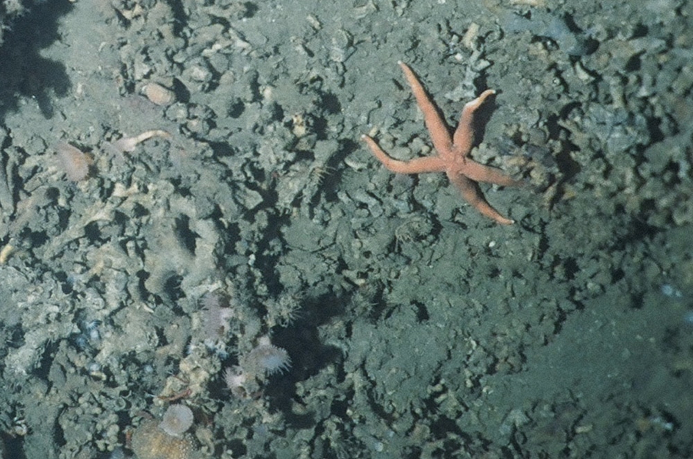 Seabed photograph showing some of the animals around the Mingulay reefs