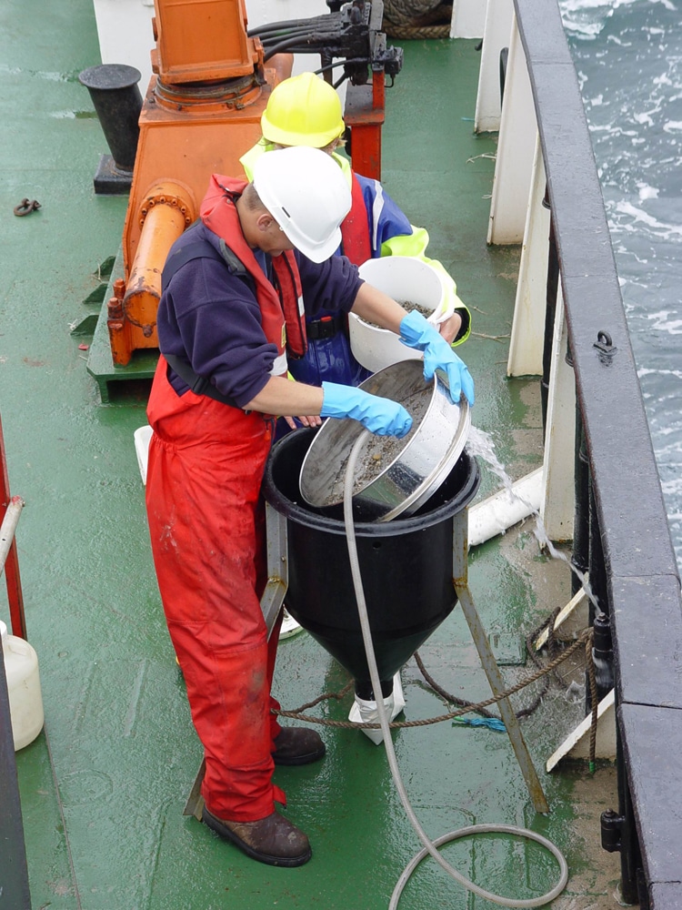 Scientists carefully sieve out the animals from a sample