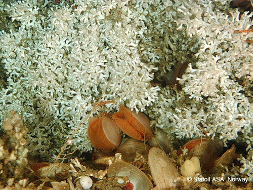Lophelia pertusa and the clam Acesta excavata in the Kristin Pockmark field, Norway © Statoil ASA, Norway (2005)