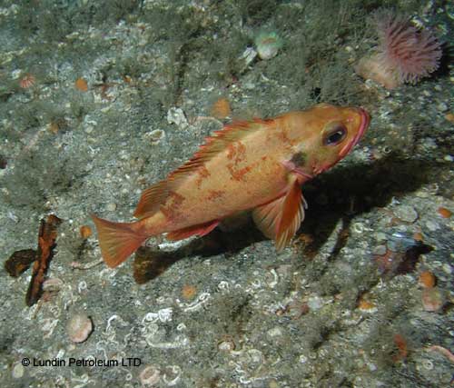 Sebastes sp. (Redfish) - redfish are highly prized and have been fished for many years