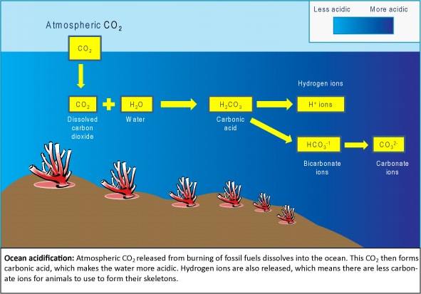 Ocean acidification will cause changes in the carbon content of the oceans