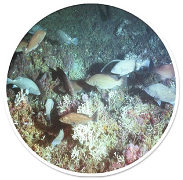 Oculina reefs off Florida - groupers abundant before trawls swept past © G. Newman (2005)