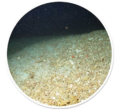 Oculina reefs off Florida - nothing but rubble in the wake of trawling © G. Newman (2005)