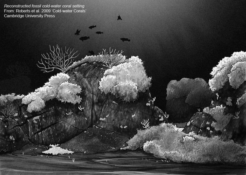 Coral Habitats - Reconstructed fossil coral setting