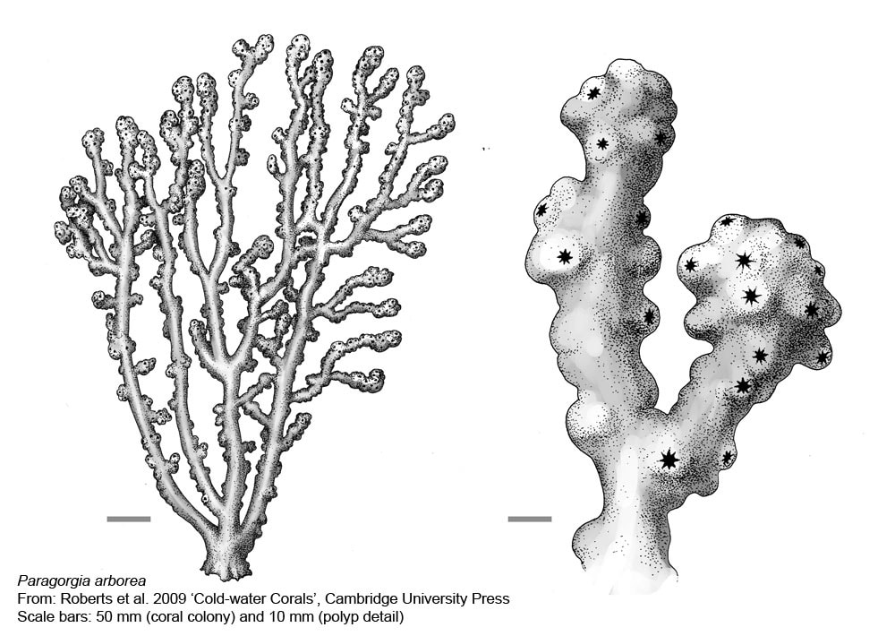 Octocorals -