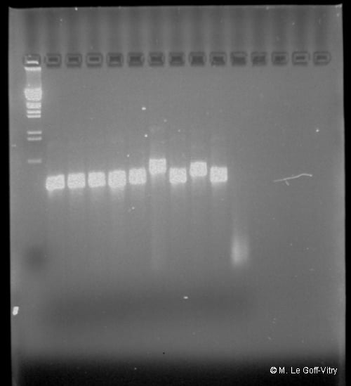 PCR is also a gel picture taken after loading a small amount of DNA samples that underwent PCR amplification, one particular DNA region was copied multiple times © Le Goff-Vitry, 2005