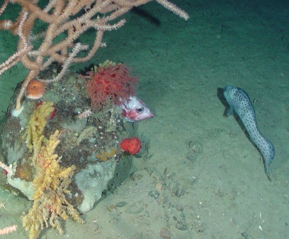 Redfish and wolffish