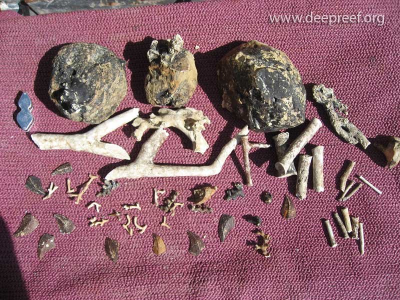 Fossil corals discovered with the rock dredge, Gloria Knolls, Australia © www.deepreef.org