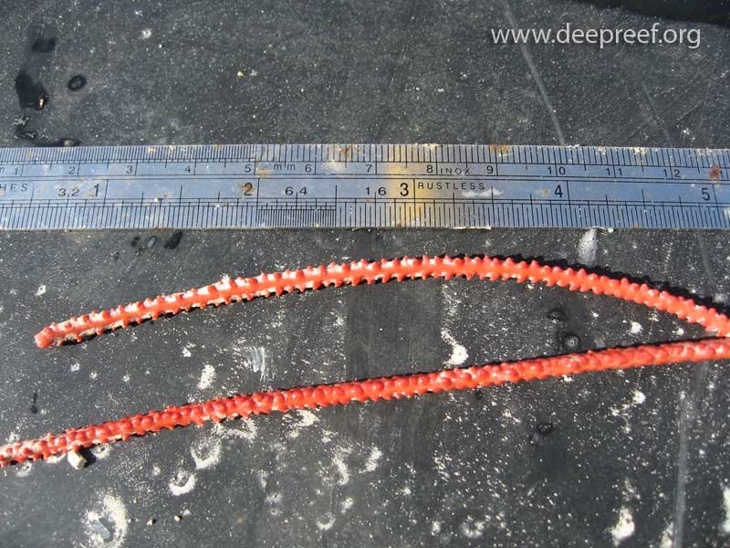 Live soft corals discovered by the rock dredge, Gloria Knolls, Australia. © www.deepreef.org