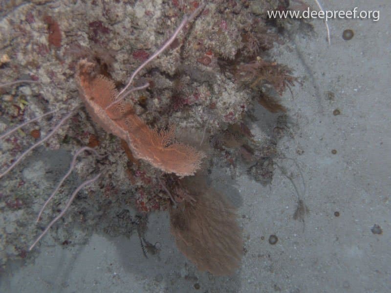 AUV images reveal soft corals growing on submerged reefs at 70 metres at Gloria Knolls, Australia. © www.deepreef.org