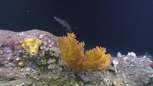 Fish near coral