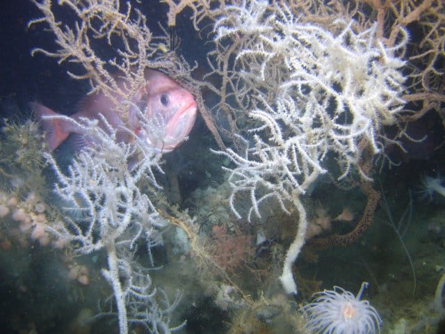 A Darwin’s slimehead fish (Gephyroberyx darwinii) amongst colonies of the black coral Leiopathes. Image courtesy of SW Ross et al.