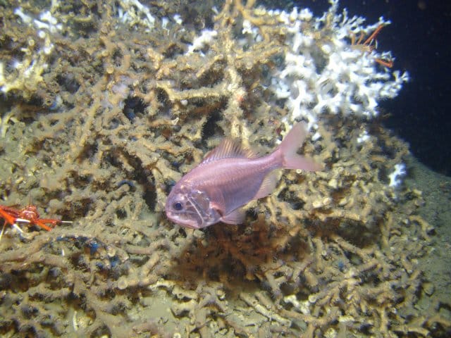 Hoplostethus occidentalis, a close relative of the iconic deep-sea orange roughy fish, swims past Lophelia coral framework. Image courtesy of SW Ross et al.