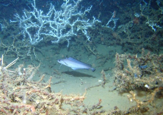 Laemonema goodebeanorum swimming through Lophelia coral thickets. Image courtesy of SW Ross et al.
