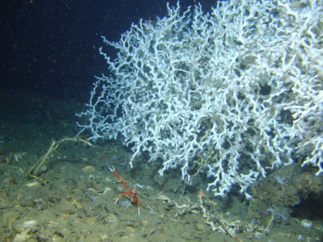 Large colony of Lophelia pertusa with attendant galatheid or squat lobster. Image courtesy of SW Ross et al.