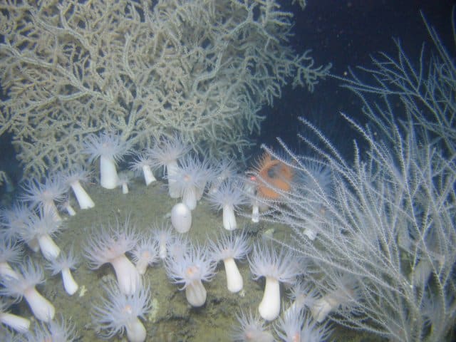 White sea anemones (Family Actinostolidae) and orange flytrap anemone (Actinoscyphia saginata) growing on a carbonate crust at Viosca Knoll. A black coral (Leipoathes) at the rear left and a bamboo coral (Keratoisis) at the front right of the image can also be seen. Thanks to Martha Nizinksi for help identifying the invertebrates in this picture. Image courtesy of SW Ross et al.