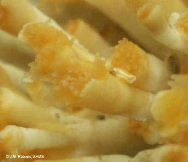 Close up of a Lophelia pertusa polyp © R. Milligan (2005)
