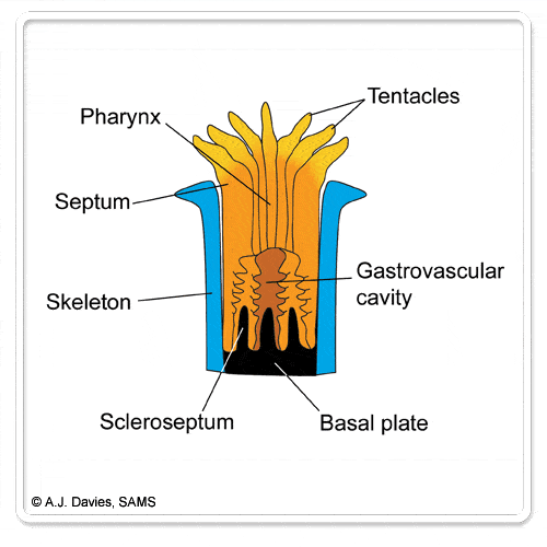 Structure of a typical Anthozoan coral polyp © A. Davies, redrawn and edited from Ruppert & Barnes (1994)