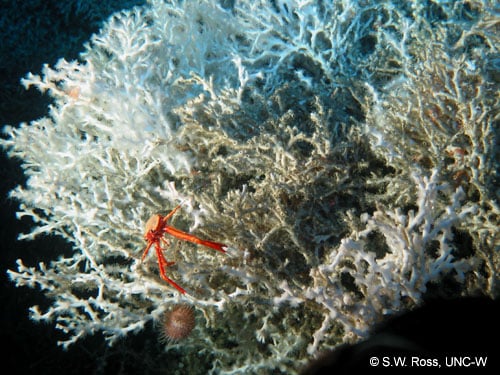 Lophelia tentacles try to catch food © S.W. Ross