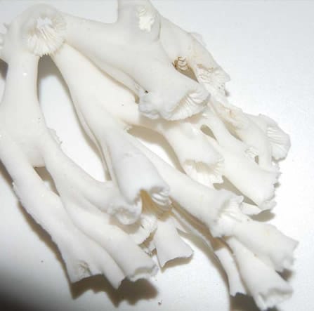 Dead Lophelia pertusa skeletal structure © A. Davies (2005)