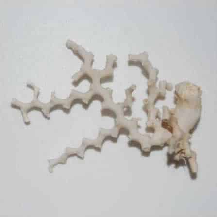 Dead Madrepora oculata skeletal structure © A. Davies (2005)