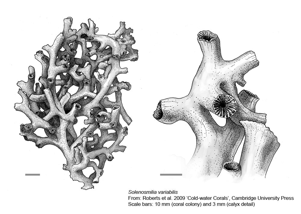 Scleractinian Corals - Solenosmilia variabilis
