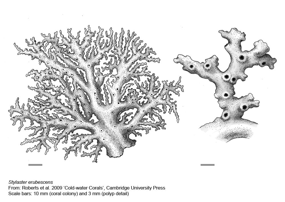 Stylasterid Corals - Stylaster erubescens