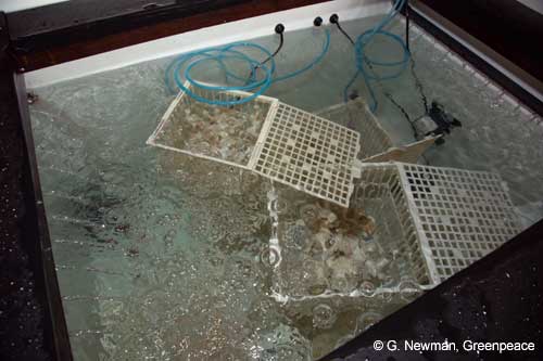 Newly acquired samples of living Lophelia pertusa are placed in an aquarium © G. Newman (2005)