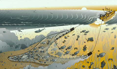 Deep sea trawling damage