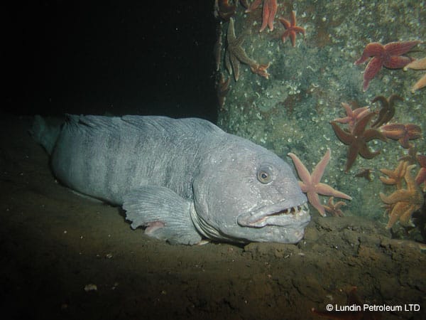 Anarhichas lupus - the wolf fish - has very powerful jaws that it uses to eat crabs, echinoderms and molluscs.